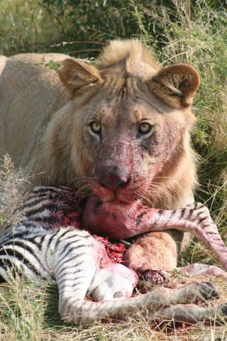 Madikwe-Game-Reserve (136).JPG