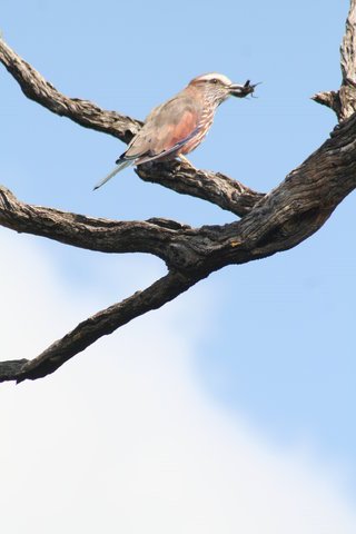 Madikwe-Game-Reserve (139).JPG