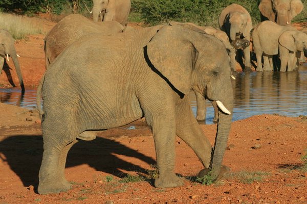 Madikwe-Game-Reserve (15).JPG