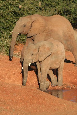 Madikwe-Game-Reserve (16).JPG