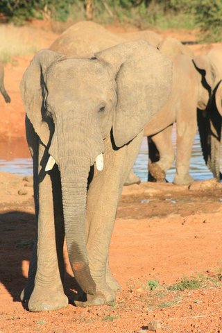 Madikwe-Game-Reserve (18).JPG