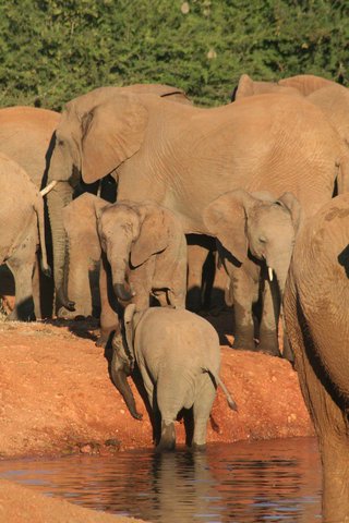 Madikwe-Game-Reserve (22).JPG