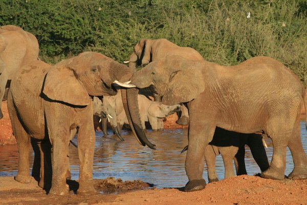 Madikwe-Game-Reserve (23).JPG