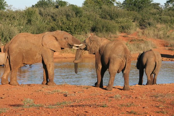 Madikwe-Game-Reserve (26).JPG