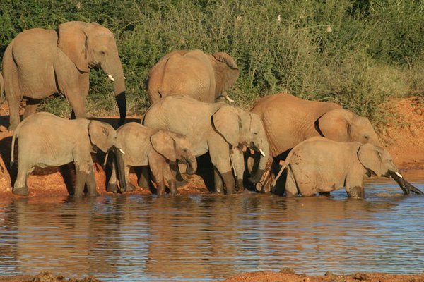 Madikwe-Game-Reserve (27).JPG