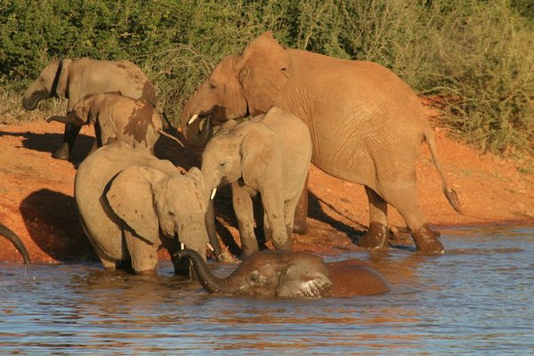 Madikwe-Game-Reserve (31).JPG