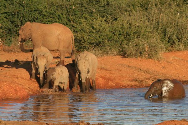 Madikwe-Game-Reserve (33).JPG