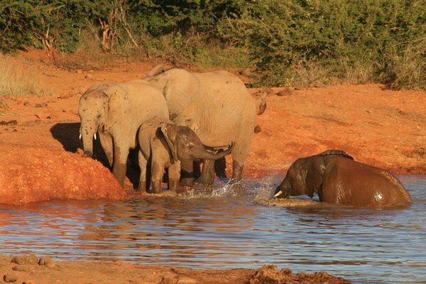 Madikwe-Game-Reserve (34).JPG