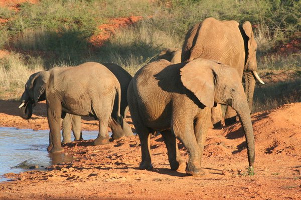 Madikwe-Game-Reserve (35).JPG