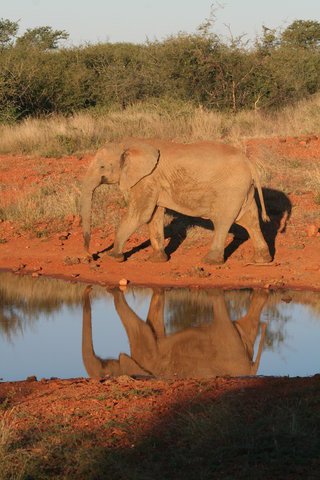 Madikwe-Game-Reserve (36).JPG