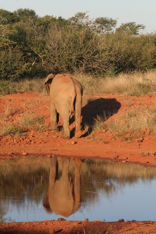 Madikwe-Game-Reserve (37).JPG