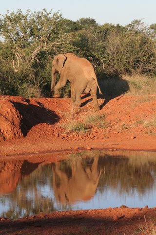 Madikwe-Game-Reserve (38).JPG