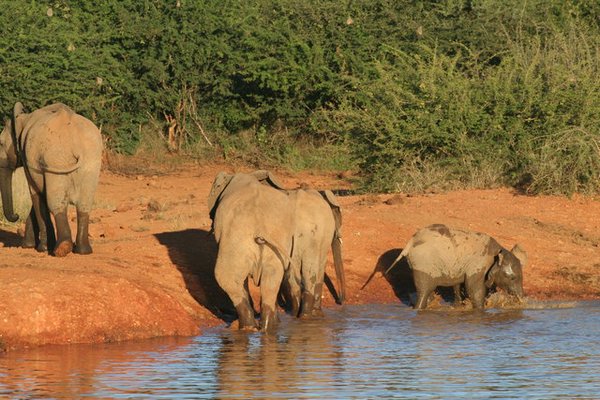 Madikwe-Game-Reserve (39).JPG