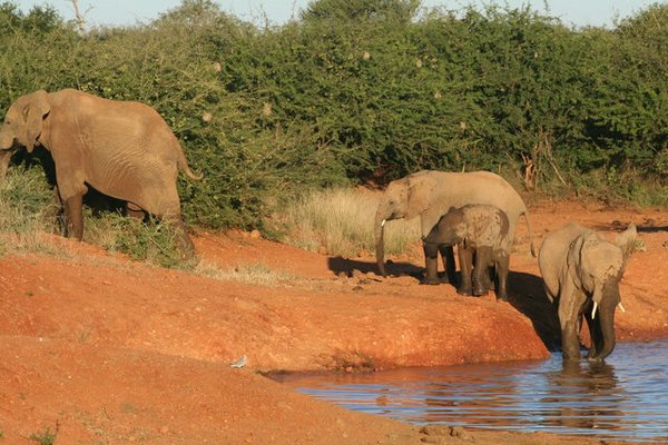 Madikwe-Game-Reserve (40).JPG