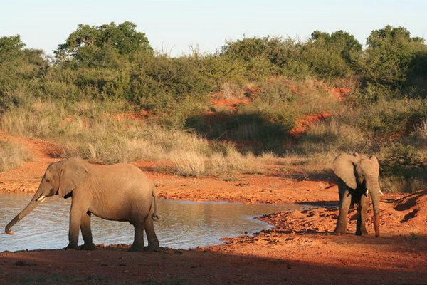 Madikwe-Game-Reserve (41).JPG