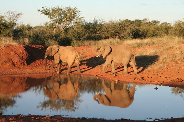 Madikwe-Game-Reserve (42).JPG