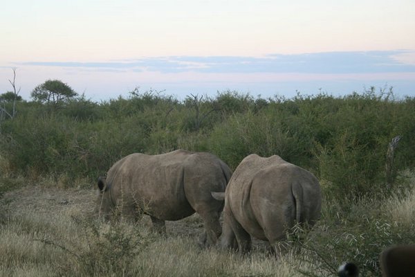 Madikwe-Game-Reserve (43).JPG