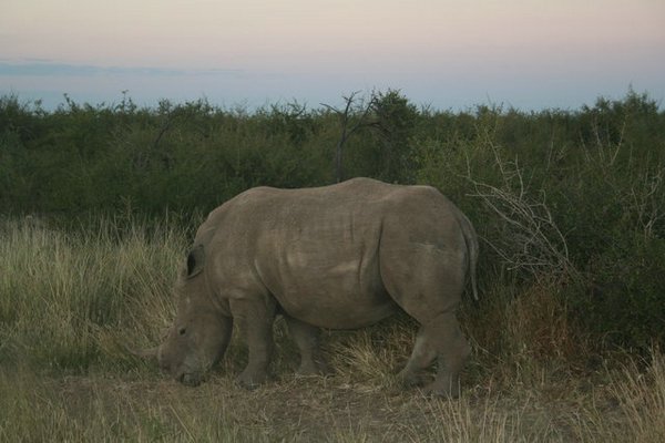 Madikwe-Game-Reserve (44).JPG