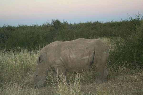 Madikwe-Game-Reserve (45).JPG