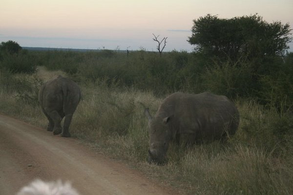 Madikwe-Game-Reserve (46).JPG