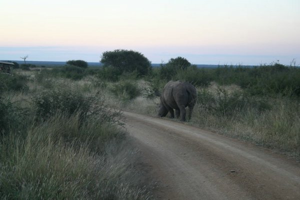 Madikwe-Game-Reserve (47).JPG