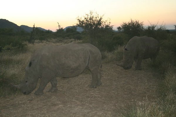 Madikwe-Game-Reserve (48).JPG