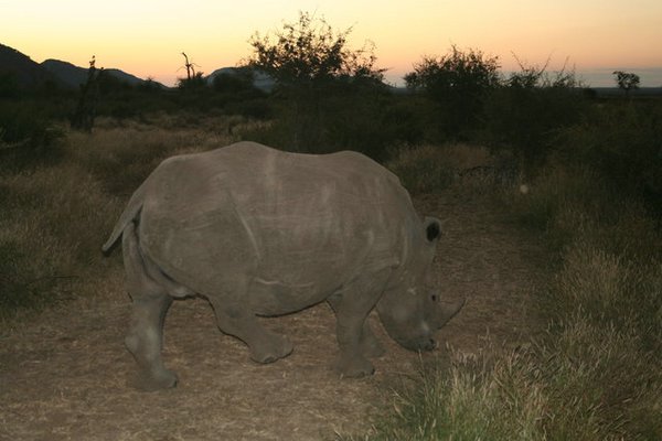 Madikwe-Game-Reserve (49).JPG