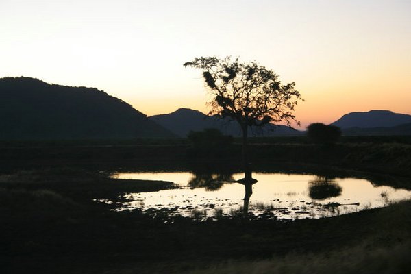 Madikwe-Game-Reserve (51).JPG