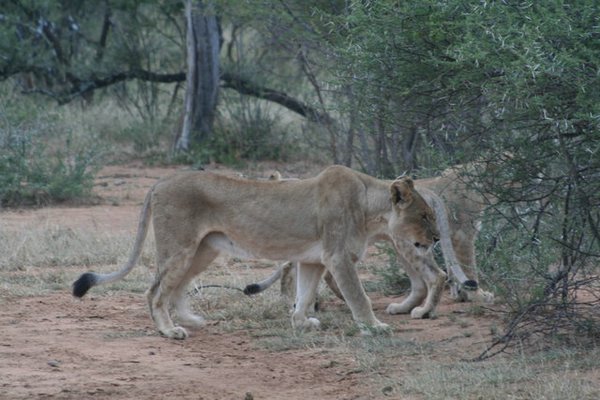 Madikwe-Game-Reserve (52).JPG