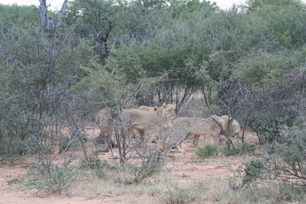 Madikwe-Game-Reserve (53).JPG