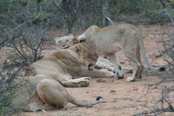 Madikwe-Game-Reserve (54).JPG