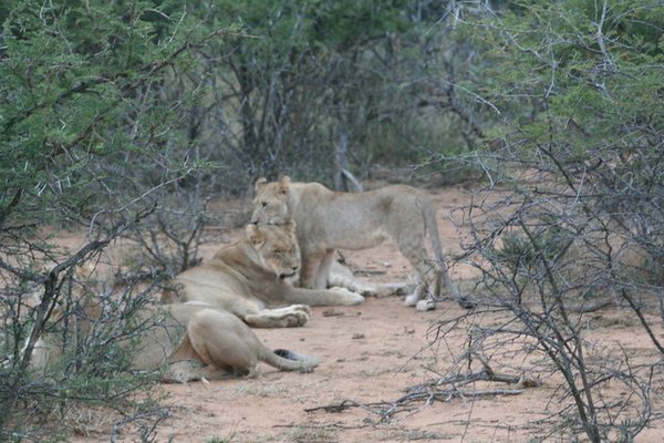 Madikwe-Game-Reserve (55).JPG