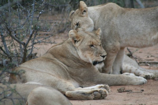 Madikwe-Game-Reserve (56).JPG