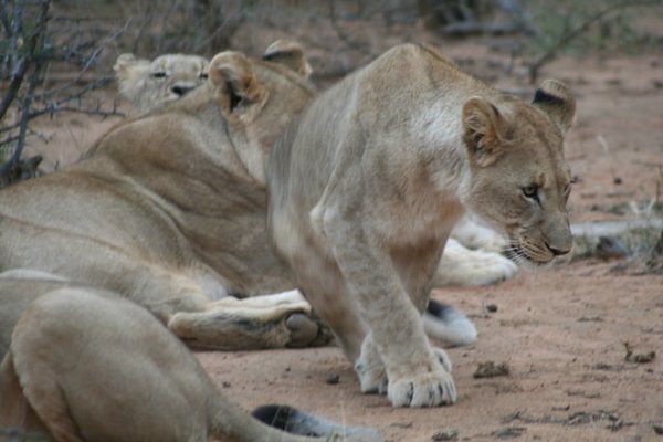 Madikwe-Game-Reserve (57).JPG