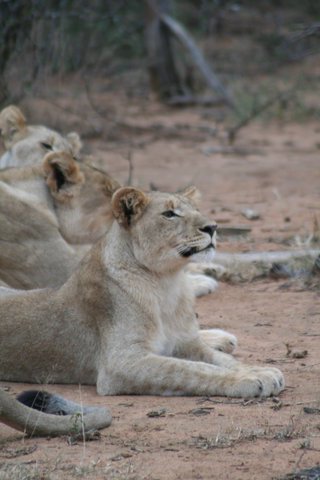 Madikwe-Game-Reserve (58).JPG