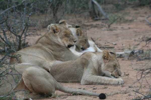 Madikwe-Game-Reserve (59).JPG