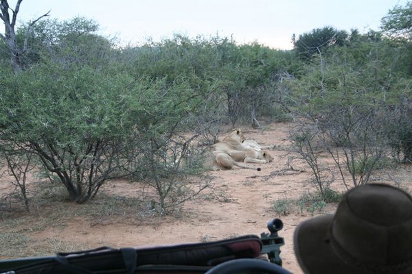 Madikwe-Game-Reserve (61).JPG