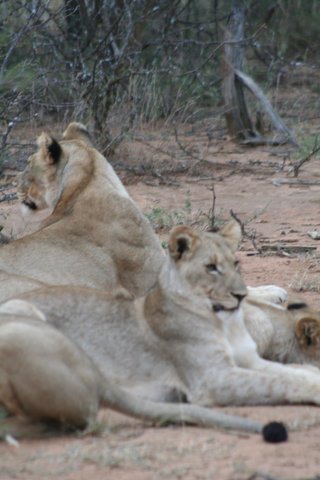 Madikwe-Game-Reserve (62).JPG