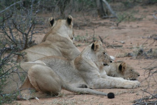 Madikwe-Game-Reserve (63).JPG