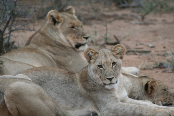 Madikwe-Game-Reserve (64).JPG