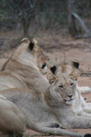 Madikwe-Game-Reserve (65).JPG