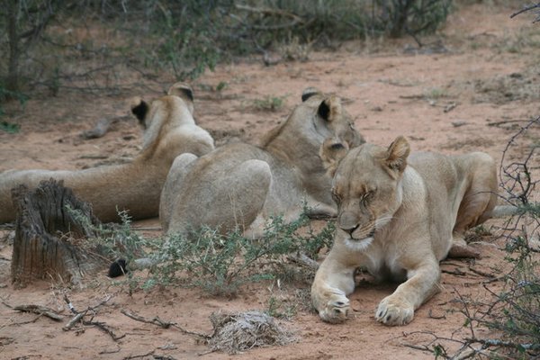 Madikwe-Game-Reserve (66).JPG