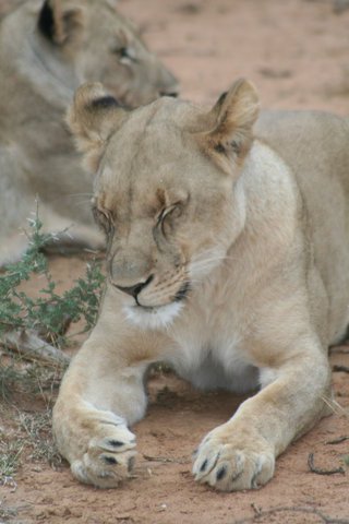 Madikwe-Game-Reserve (67).JPG