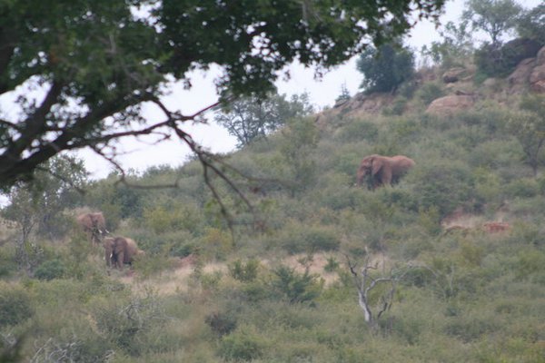 Madikwe-Game-Reserve (68).JPG