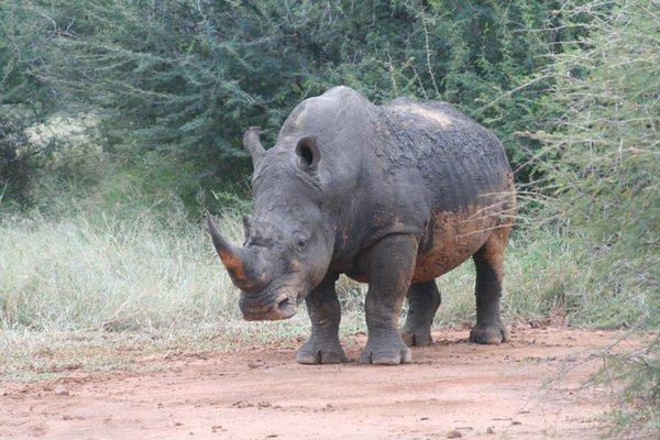 Madikwe-Game-Reserve (69).JPG