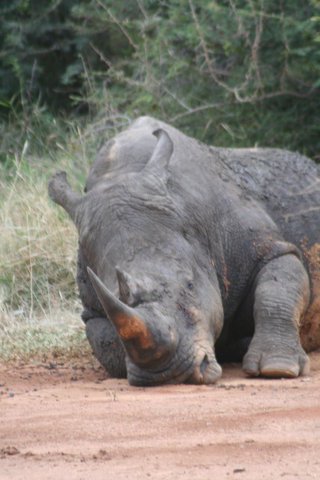 Madikwe-Game-Reserve (72).JPG