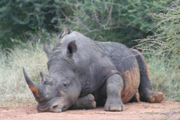 Madikwe-Game-Reserve (73).JPG