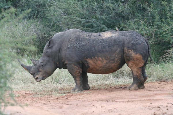 Madikwe-Game-Reserve (74).JPG