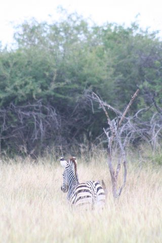 Madikwe-Game-Reserve (75).JPG