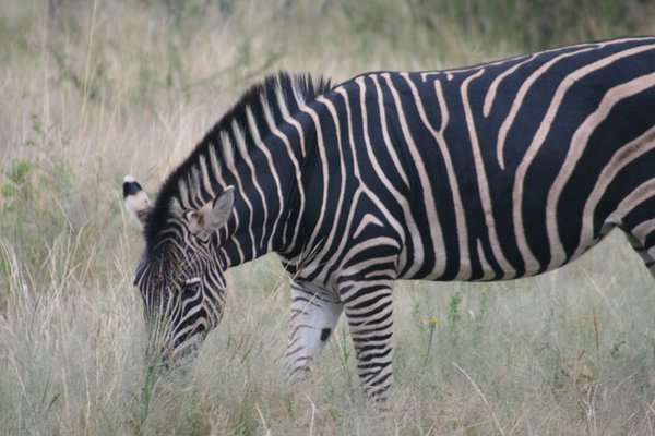 Madikwe-Game-Reserve (76).JPG